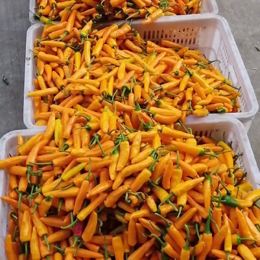 福州 新鲜黄椒大量上市