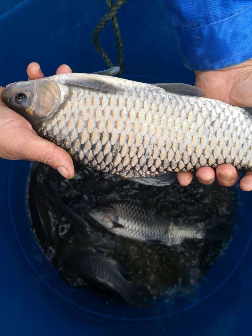 淡水银鳕鱼 大量批发零售各种规格特色鱼和四大家鱼鱼苗、及成品鱼。