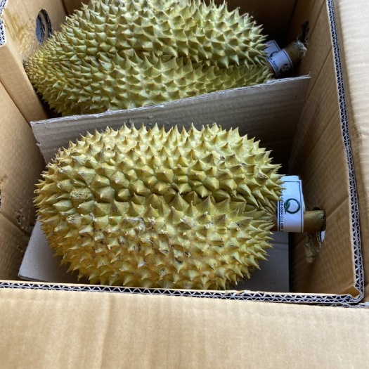 温州榴莲 4 - 5公斤