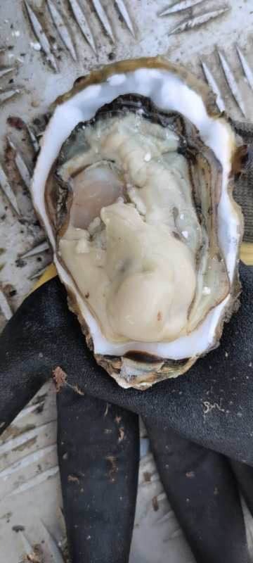 长海县大连生蚝 大连长海县生蚝，肥度饱满，口感