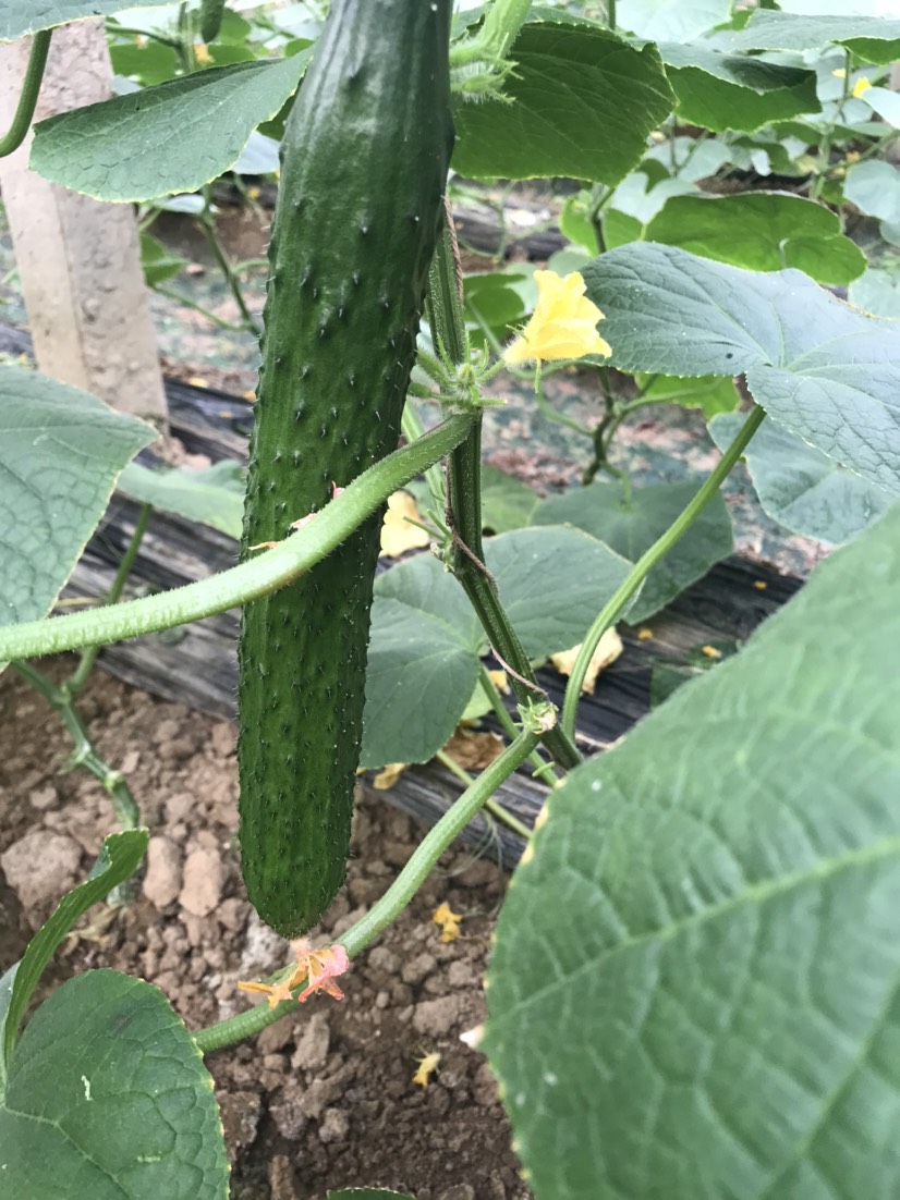 油亮密刺黄瓜 35~45cm