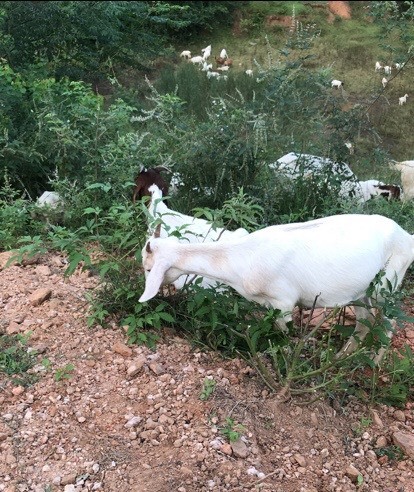广水市 波耳山羊波杂，大母羊公羊羔羊出售