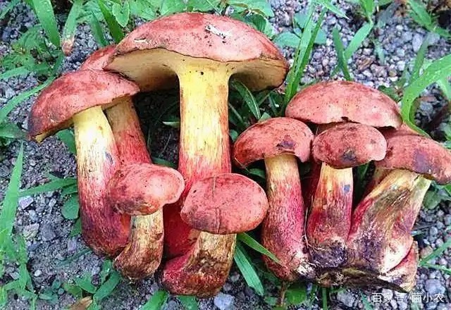 九龙县 牛肝菌