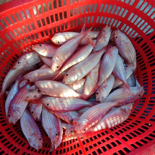 海口 主要寻求稳定合作客户，一起互利共赢。