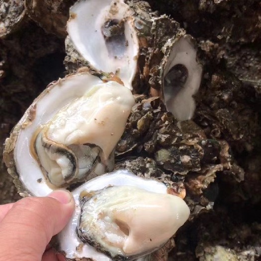 湛江牡蛎  湛江肥美鲜蚝，鲜甜可口