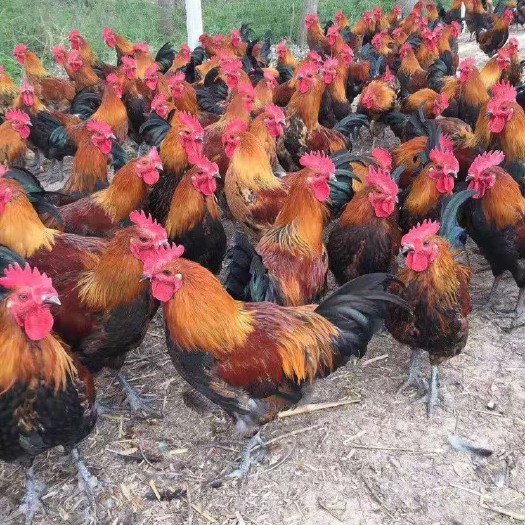 南宁 瑶鸡苗红瑶鸡苗脱温鸡苗黑瑶鸡苗厂家直销