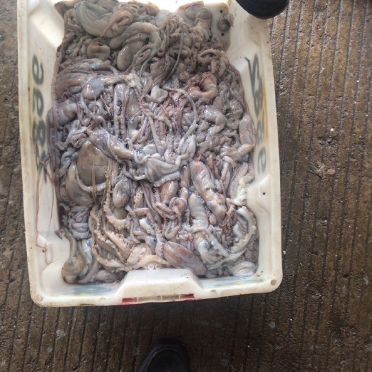 温岭市章鱼 长腿一斤4到6条