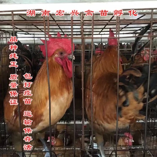 衡阳乌皮红冠土鸡苗厂家热销红毛土鸡苗三黄鸡苗