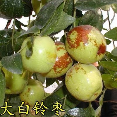 平邑县大白铃枣苗 大白铃枣南北方种植当年挂果