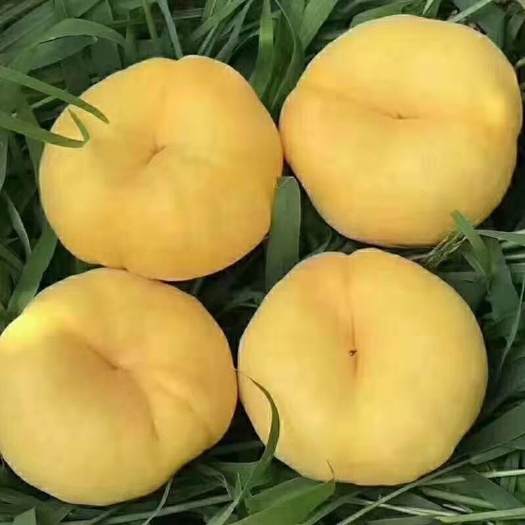 平邑县风味皇后蟠桃苗 蟠桃苗风味皇后黄金油蟠桃苗南北方种植新品种油蟠桃苗