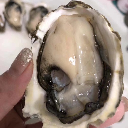 贵阳珍珠蚝  烧烤生蚝鲜活全壳半壳生蚝当季肥蚝