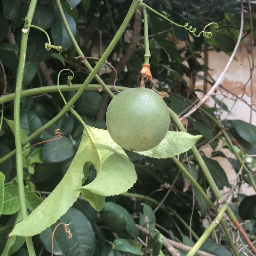 屏南县水果花生 6-12个月