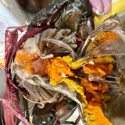 昆明缅甸黑蟹 缅甸膏蟹100克-220克左右