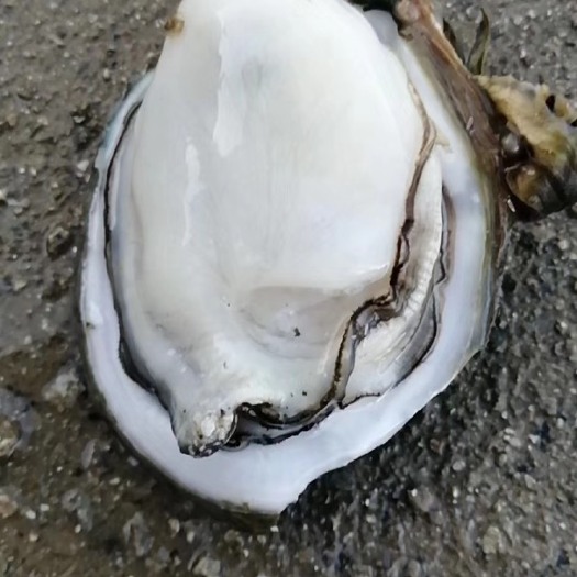 湛江牡蛎  肥美靓蚝，鲜甜美味