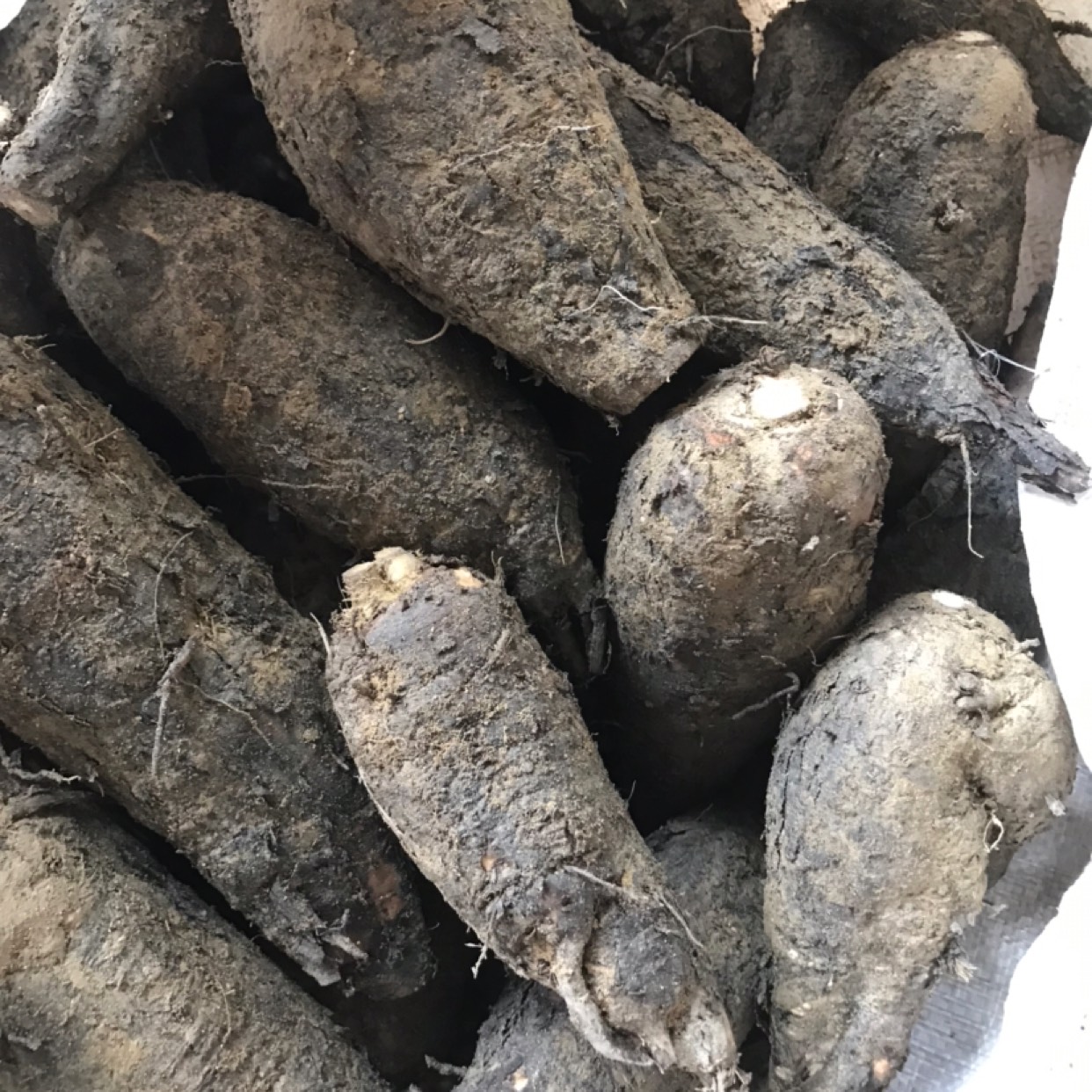 江门紫茉莉种子  新鲜紫茉莉根，入地老鼠，质量保证，量大价优