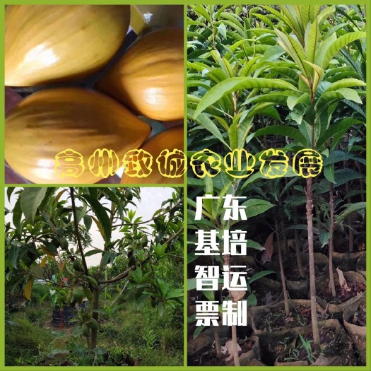 高州市正宗耀堂仙桃苗 品种嫁接苗 蛋黄果苗 营养袋苗