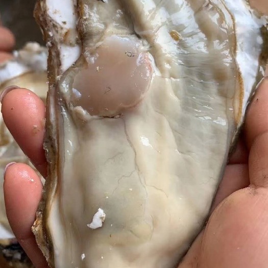 长海县三倍体生蚝  三倍体，乳山生蚝，肥度九成，规格：1.5-4，2-4，2-5