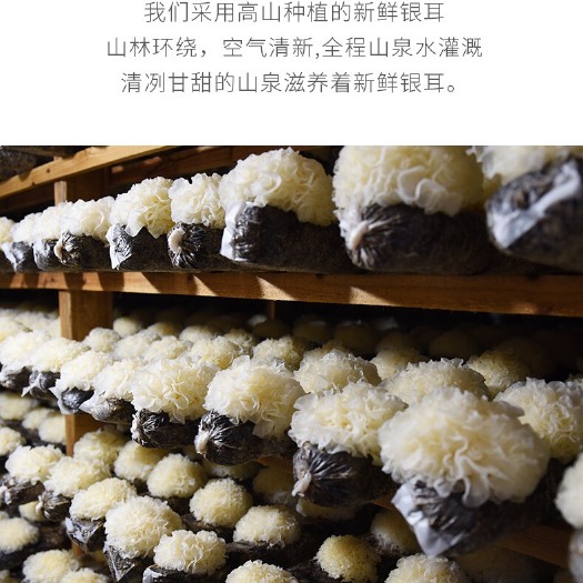 古田县 银耳和茶树菇，都是自己种的