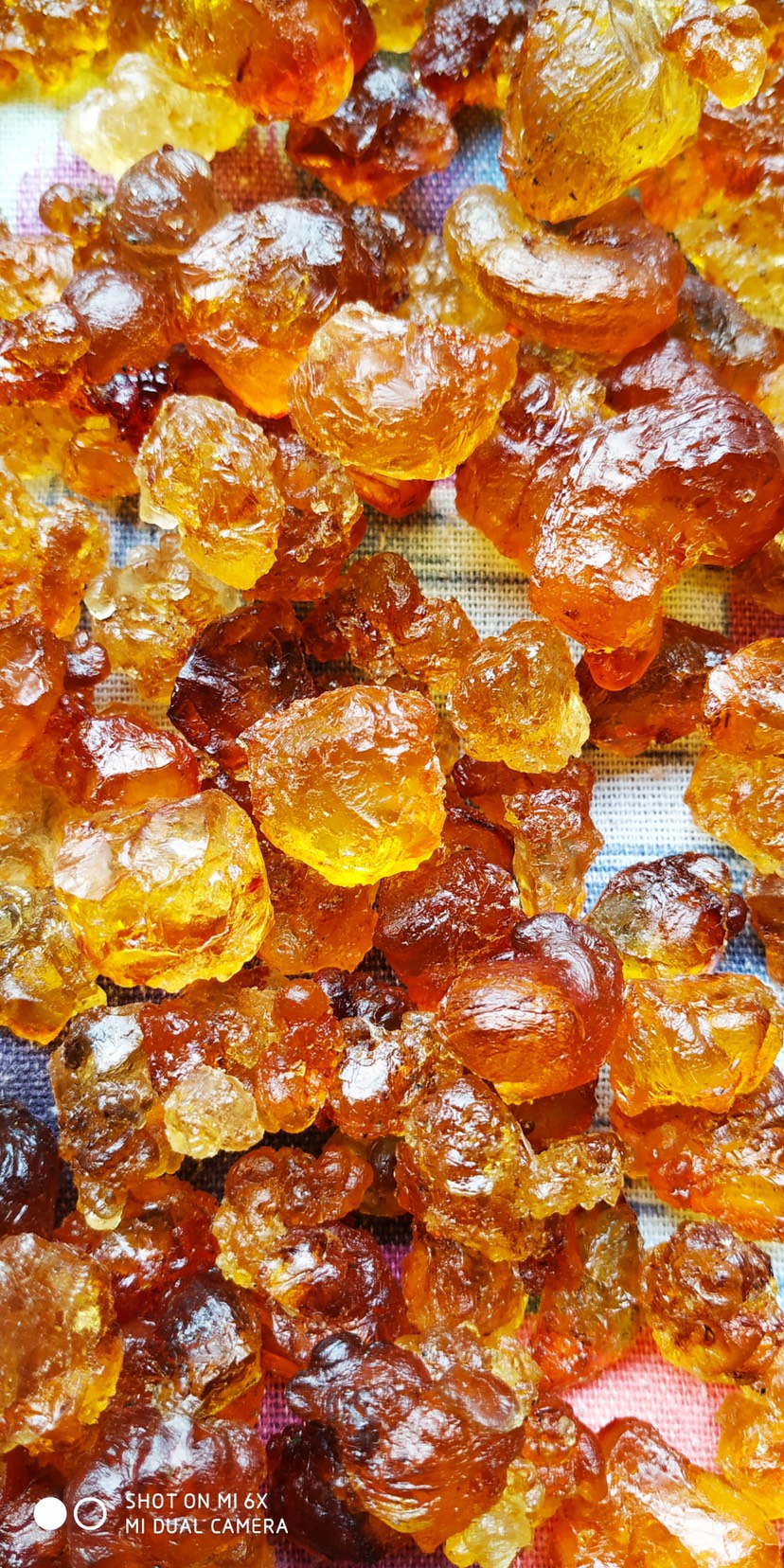  河源连平正宗自己深山果园鹰嘴蜜桃桃胶、桃花泪！