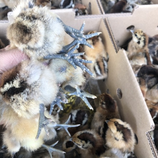 南宁 快大乌鸡苗脱温鸡苗麻乌土鸡苗厂家直销价格优惠