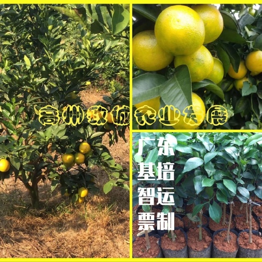 高州市红江橙苗 嫁接苗 裸根/泥球/营养杯苗