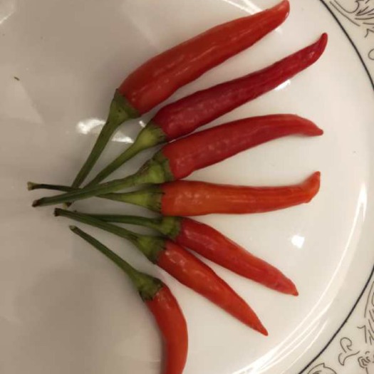 泗水县鲜泡椒 特辣