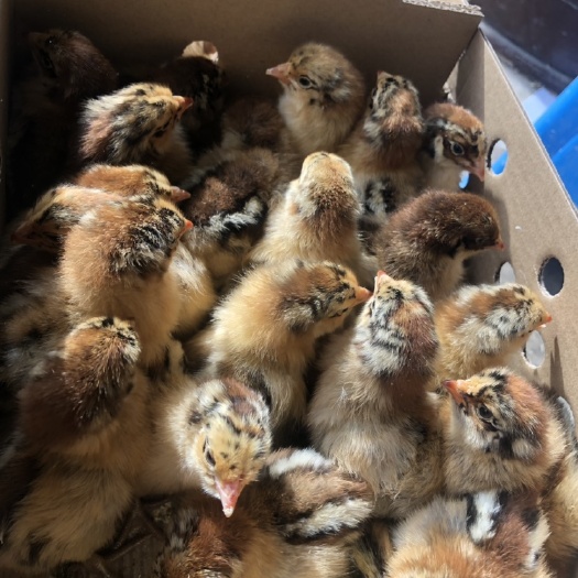 南宁 良凤花鸡苗花鸡苗快大花麻鸡苗脱温鸡苗厂家直销一手货源