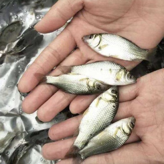 富顺县 中科三号鲫鱼苗