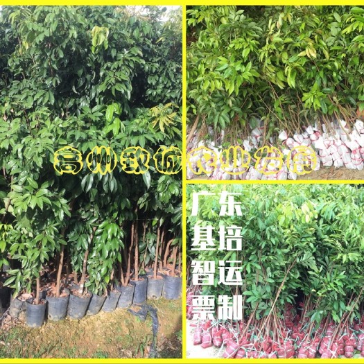 高州市龙眼苗 龙眼实生苗 荔枝/黄皮 实生苗 裸根/泥球/营养杯袋
