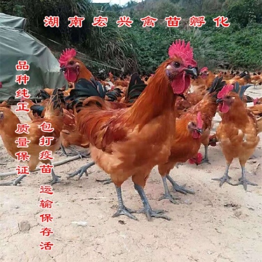 衡阳正宗乌皮红冠土鸡苗包打疫苗