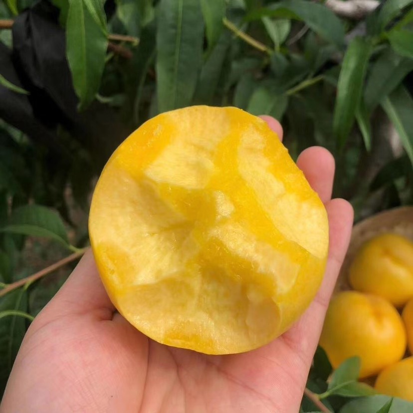  山东蒙阴黄金油桃 一手货源批发零售 超好吃 大果 水分足