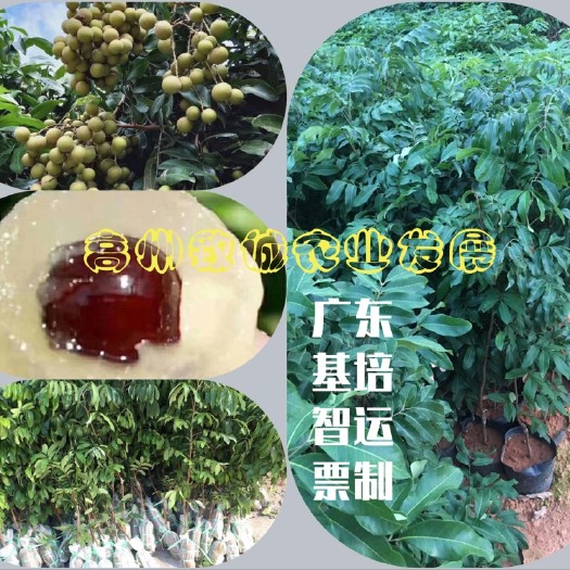 高州市古山2号龙眼苗  古山二号龙眼苗 裸根/营养杯苗/泥球苗