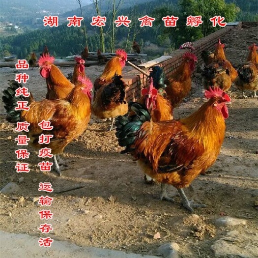 衡阳土公鸡苗厂家热销青脚土鸡苗三黄土鸡苗土鸡苗