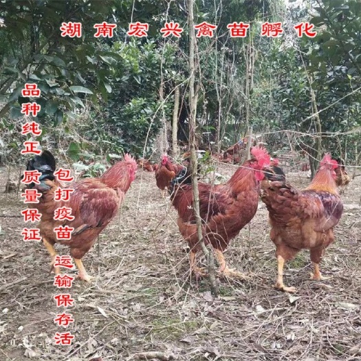衡阳热销九斤黄鸡苗肉鸡苗大种鸡苗快大型鸡苗