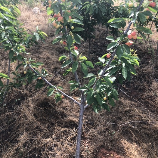 潍坊 第二年挂果精品黄密樱桃苗水晶樱桃苗出售