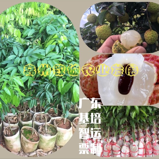 高州市糯米糍荔枝苗 红灯笼 妃子笑 白糖罂  营养杯/泥球苗