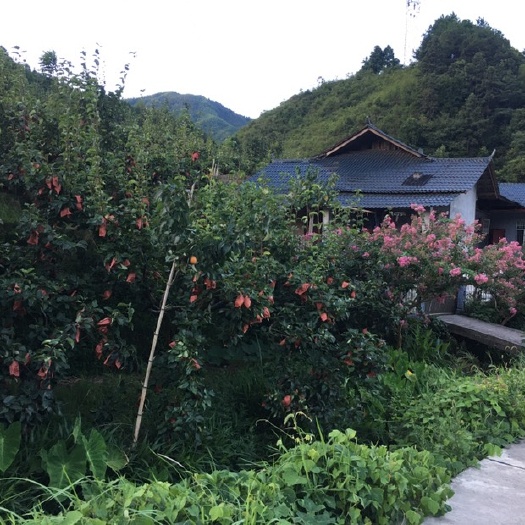 洪江市 金秋梨种植基地，漫山遍野的果树，每个金秋梨都穿上了果衣