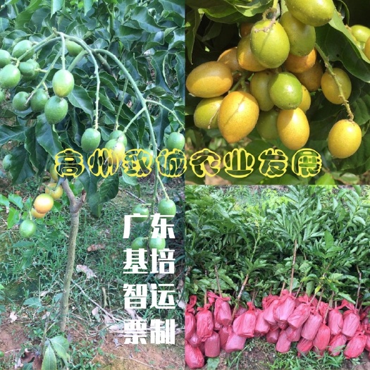 高州市黑黄皮果苗  黑金黄皮果苗 黑金 黑金黄皮苗