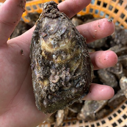 诏安县诏安湾生蚝 1-2两/只 2-3两/只 3-4两/只 4-5两/只 5-6两/只 6两以上/只   海水 鲜活水产