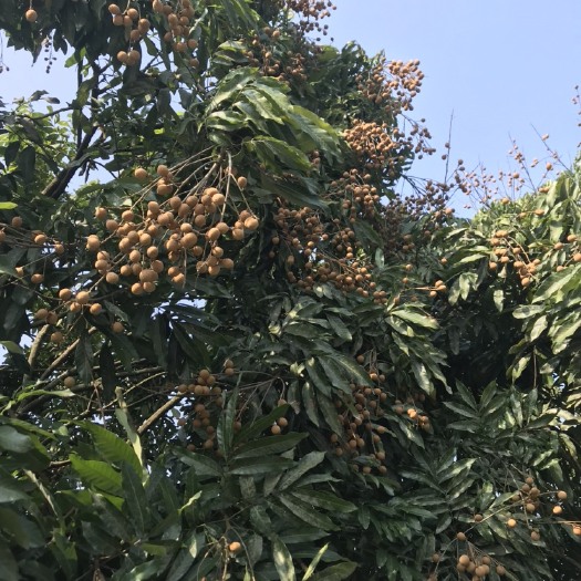 合江县带壳桂圆 泸州桂圆龙眼石夹桂圆，储良桂圆