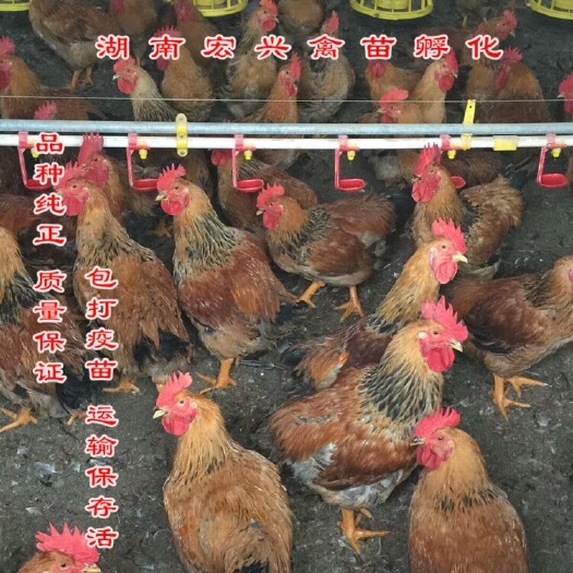 衡阳K9鸡苗  k9鸡苗热销快大黄鸡苗九斤黄鸡苗黄花公鸡苗
