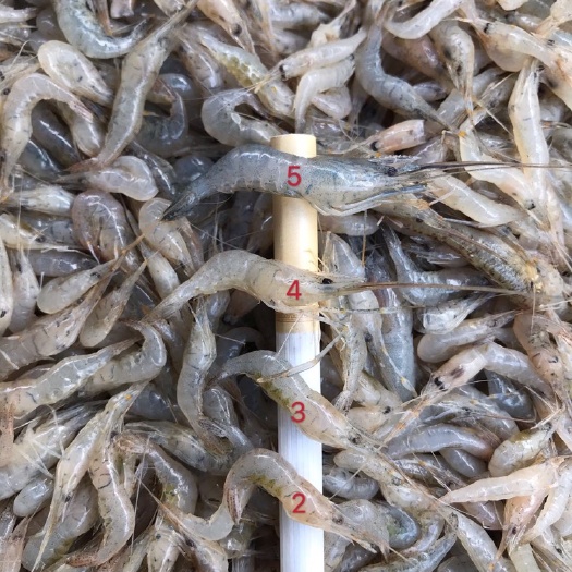 廉江市草虾  饮用水淡水虾一手货源