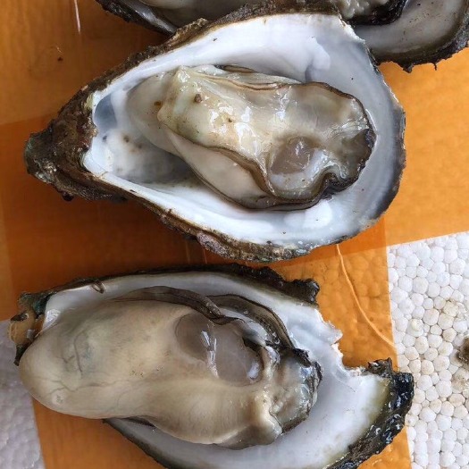 佛山 阳江生蚝小5/斤，薄壳有个数 产地直发 量大从优