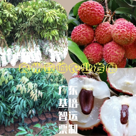 高州市桂味荔枝苗 鸭头绿 荔枝苗 裸根/泥球/营养杯袋