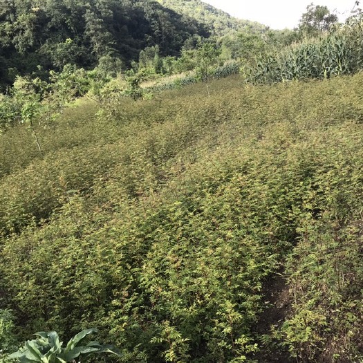 汉源县 大量供应4至5百万汉源正路花椒苗，杯苗。