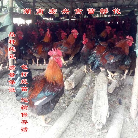 衡阳热销清远2号麻鸡苗灵山麻鸡苗青脚麻鸡苗青脚土鸡苗