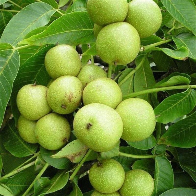 平邑县 核桃苗8518嫁接苗薄皮核桃树苗盆栽地栽南北方种植当年结果果