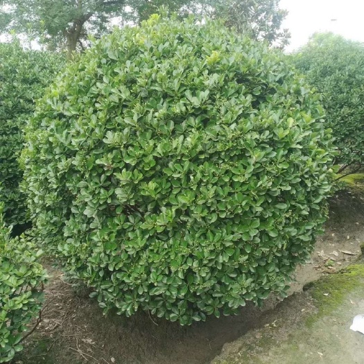 成都其它苗木