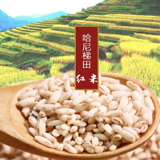 红河县 云南红河万亩梯田红米