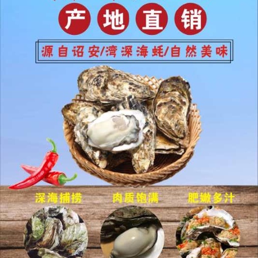 漳州生蚝 蚝迈人生 ，女人的美容院，小朋友的补钙品